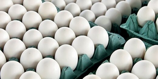 قیمت تخم مرغ ،اخباراقتصادی ،خبرهای اقتصادی قیمت تخم مرغ,اخباراقتصادی ,خبرهای اقتصادی