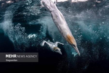  عکاسی اقیانوس ۲۰۲۱,اخبارگوناگون,خبرهای گوناگون 