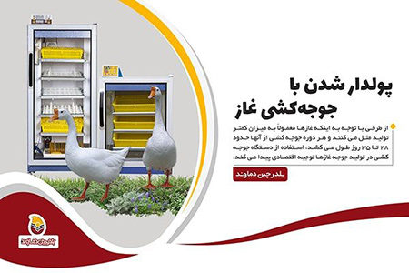 کسب درآمد جوجه کشی غاز جوجه کشی غاز