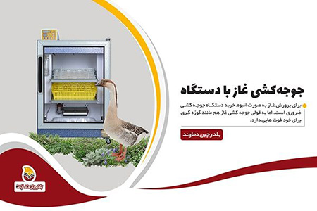 استفاده از دستگاه جوجه کشی جوجه کشی غاز با دستگاه