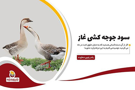 درآمدزایی با جوجه کشی غاز سود جوجه کشی غاز