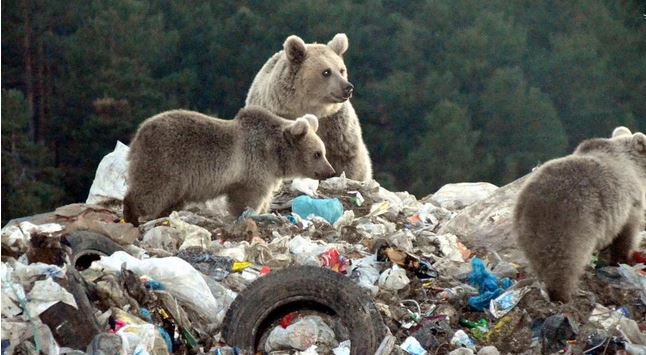  زباله گردی خرس‌ها,اخبارگوناگون,خبرهای گوناگون 