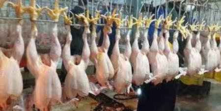 مرغهای تریاکی ،اخباراقتصادی ،خبرهای اقتصادی مرغهای تریاکی,اخباراقتصادی ,خبرهای اقتصادی