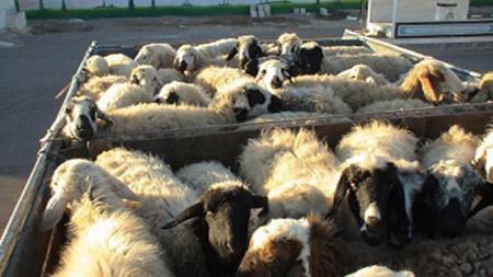 طاعون در دام زنده،اخبار اقتصادی،خبرهای اقتصادی طاعون در دام زنده،اخبار اقتصادی،خبرهای اقتصادی