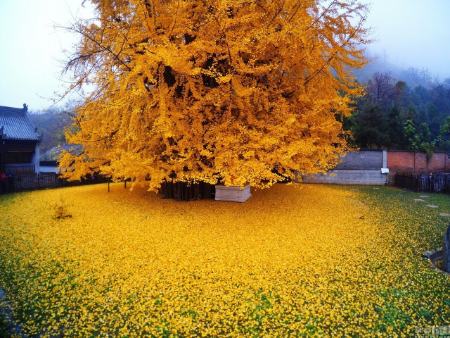 درخت گینکو ،اخبارگوناگون,خبرهای گوناگون درخت گینکو ,اخبارگوناگون,خبرهای گوناگون