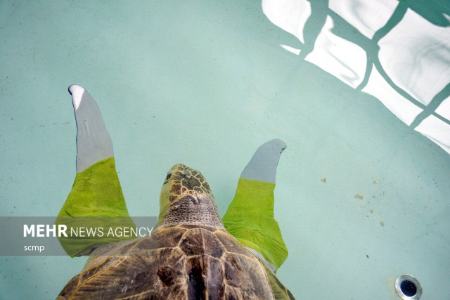 لاک‌پشت‌های دریایی,اخبارگوناگون,خبرهای گوناگون 