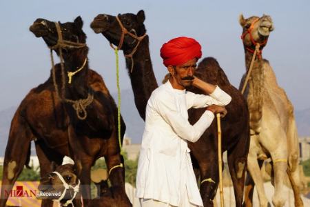 نمایشگاه شتر در هند،اخبار گوناگون،خبرهای گوناگون نمایشگاه شتر در هند،اخبار گوناگون،خبرهای گوناگون