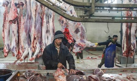 ذبح دام آبستن ،اخباراجتماعی ،خبرهای اجتماعی ذبح دام آبستن ,اخبار اجتماعی ,خبرهای اجتماعی