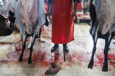 ذبح دام آبستن ،اخباراجتماعی ،خبرهای اجتماعی ذبح دام آبستن ,اخبار اجتماعی ,خبرهای اجتماعی