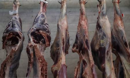 ذبح دام آبستن ،اخباراجتماعی ،خبرهای اجتماعی ذبح دام آبستن ,اخبار اجتماعی ,خبرهای اجتماعی