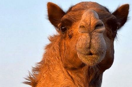 ترزیق ژل به لب شتر ،اخبارگوناگون,خبرهای گوناگون ترزیق ژل به لب شتر,اخبارگوناگون,خبرهای گوناگون
