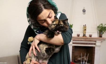 نگهداری سگ و گربه در ایران ،اخباراجتماعی ،خبرهای اجتماعی نگهداری سگ و گربه در ایران,اخبار اجتماعی ,خبرهای اجتماعی