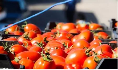 گوجه فرنگی ،اخباراقتصادی ،خبرهای اقتصادی گوجه فرنگی ,اخباراقتصادی ,خبرهای اقتصادی