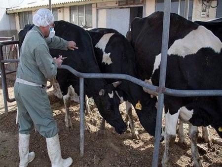 دام زنده،اخبار اقتصادی،خبرهای اقتصادی دام زنده،اخبار اقتصادی،خبرهای اقتصادی