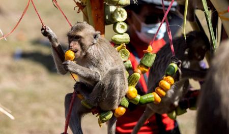 جشنواره میمون‌ها در تایلند،اخبار گوناگون،خبرهای گوناگون