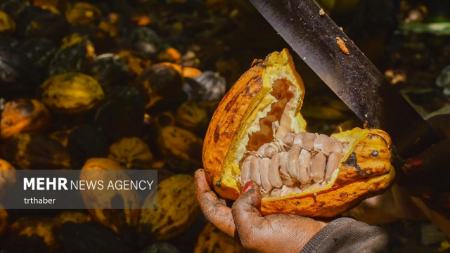 برداشت کاکائو در کامرون،اخبار گوناگون،خبرهای گوناگون