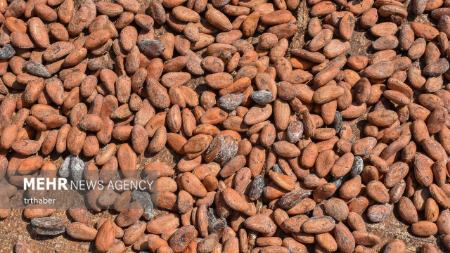 برداشت کاکائو در کامرون،اخبار گوناگون،خبرهای گوناگون برداشت کاکائو در کامرون،اخبار گوناگون،خبرهای گوناگون