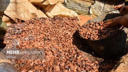 برداشت کاکائو در کامرون،اخبار گوناگون،خبرهای گوناگون برداشت کاکائو در کامرون،اخبار گوناگون،خبرهای گوناگون