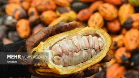 برداشت کاکائو در کامرون،اخبار گوناگون،خبرهای گوناگون