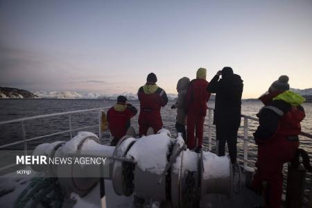 نهنگ‌های قاتل در شمال نروژ،اخبار گوناگون،خبرهای گوناگون