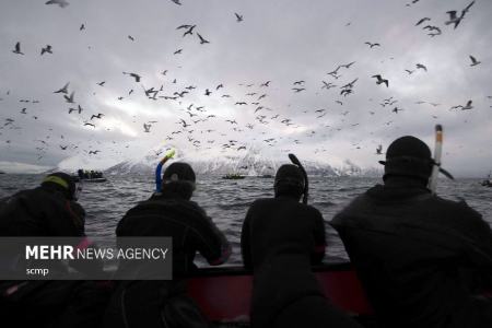 نهنگ‌های قاتل در شمال نروژ،اخبار گوناگون،خبرهای گوناگون