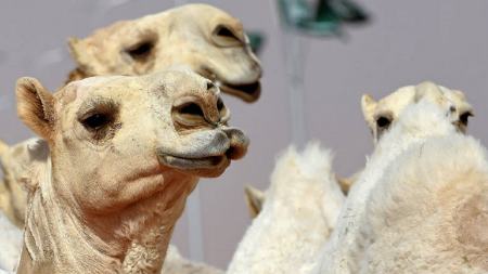 بوتاکس لب شتر،اخبار گوناگون،خبرهای گوناگون بوتاکس لب شتر،اخبار گوناگون،خبرهای گوناگون