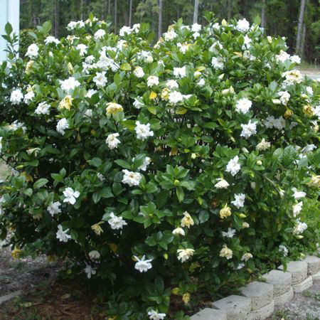 تولیدی گل و گیاه سرو طلایی نگهداری و ایجاد فضای سبز,طراحی فضای سبز و تولید و توزیع انواع نهال,مشاوره کارشناسان این مرکز در زمینه خرید نهال