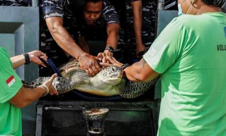  ز قاچاق ۳۲ لاکپشت‌ دریایی,اخبار اجتماعی ,خبرهای اجتماعی 