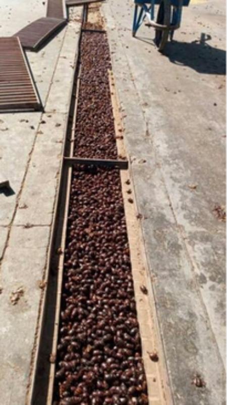 سوسک هادرآرژانتین ،اخباراجتماعی ،خبرهای اجتماعی سوسک هادرآرژانتین ,اخبار اجتماعی ,خبرهای اجتماعی