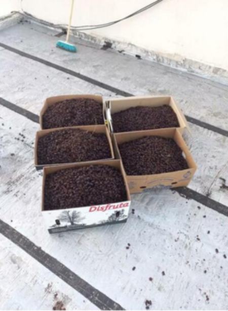 سوسک هادرآرژانتین ،اخباراجتماعی ،خبرهای اجتماعی سوسک هادرآرژانتین ,اخبار اجتماعی ,خبرهای اجتماعی