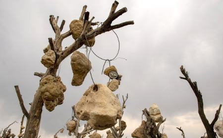 گوشوارههای سنگی درختان ،اخبارگوناگون,خبرهای گوناگون گوشوارههای سنگی درختان,اخبارگوناگون,خبرهای گوناگون