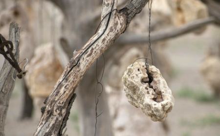 گوشوارههای سنگی درختان ،اخبارگوناگون,خبرهای گوناگون گوشوارههای سنگی درختان,اخبارگوناگون,خبرهای گوناگون