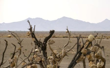 گوشوارههای سنگی درختان ،اخبارگوناگون,خبرهای گوناگون گوشوارههای سنگی درختان,اخبارگوناگون,خبرهای گوناگون
