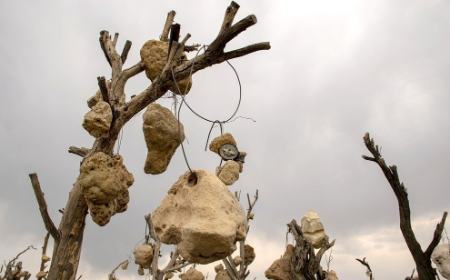 گوشوارههای سنگی درختان ،اخبارگوناگون,خبرهای گوناگون گوشوارههای سنگی درختان,اخبارگوناگون,خبرهای گوناگون
