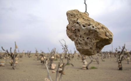 گوشوارههای سنگی درختان ،اخبارگوناگون,خبرهای گوناگون گوشوارههای سنگی درختان,اخبارگوناگون,خبرهای گوناگون