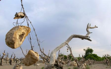 گوشوارههای سنگی درختان ،اخبارگوناگون,خبرهای گوناگون گوشوارههای سنگی درختان,اخبارگوناگون,خبرهای گوناگون