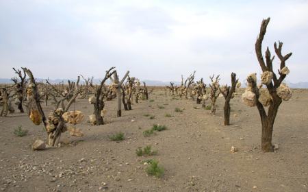 گوشوارههای سنگی درختان ،اخبارگوناگون,خبرهای گوناگون گوشوارههای سنگی درختان,اخبارگوناگون,خبرهای گوناگون