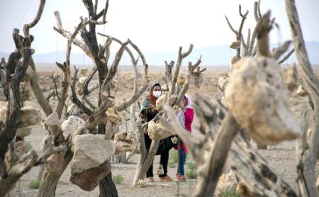 گوشوارههای سنگی درختان ،اخبارگوناگون,خبرهای گوناگون گوشوارههای سنگی درختان,اخبارگوناگون,خبرهای گوناگون