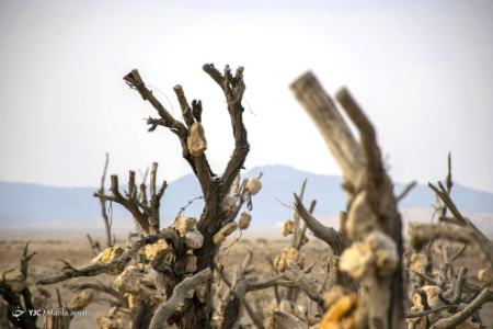 گوشوارههای سنگی درختان ،اخبارگوناگون,خبرهای گوناگون گوشوارههای سنگی درختان,اخبارگوناگون,خبرهای گوناگون