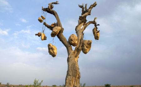 گوشوارههای سنگی درختان ،اخبارگوناگون,خبرهای گوناگون گوشوارههای سنگی درختان,اخبارگوناگون,خبرهای گوناگون