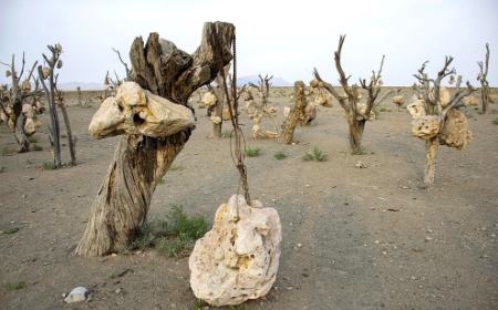 گوشوارههای سنگی درختان ،اخبارگوناگون,خبرهای گوناگون گوشوارههای سنگی درختان,اخبارگوناگون,خبرهای گوناگون