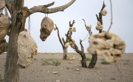 گوشوارههای سنگی درختان ،اخبارگوناگون,خبرهای گوناگون گوشوارههای سنگی درختان,اخبارگوناگون,خبرهای گوناگون