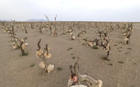 گوشوارههای سنگی درختان ،اخبارگوناگون,خبرهای گوناگون گوشوارههای سنگی درختان,اخبارگوناگون,خبرهای گوناگون