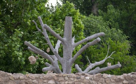 گوشوارههای سنگی درختان ،اخبارگوناگون,خبرهای گوناگون گوشوارههای سنگی درختان,اخبارگوناگون,خبرهای گوناگون