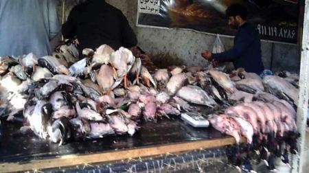 فروش پرندگان مهاجر،اخباراجتماعی ،خبرهای اجتماعی فروش پرندگان مهاجر ,اخبار اجتماعی ,خبرهای اجتماعی