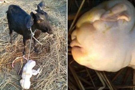 نوزاد انسان نما از یک بز،اخبار علمی،خبرهای علمی نوزاد انسان نما از یک بز،اخبار علمی،خبرهای علمی