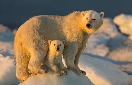 انقراض خرس‌های قطبی،اخبار علمی،خبرهای علمی