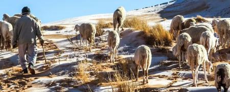 بارش برف در بزرگترین صحرای جهان،اخبار امروز،خبرهای گوناگون بارش برف در بزرگترین صحرای جهان،اخبار امروز،خبرهای گوناگون