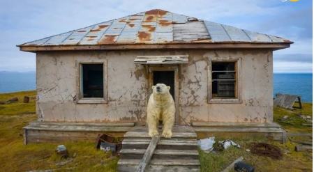 خرس‌های قطبی ,اخبارگوناگون,خبرهای گوناگون 