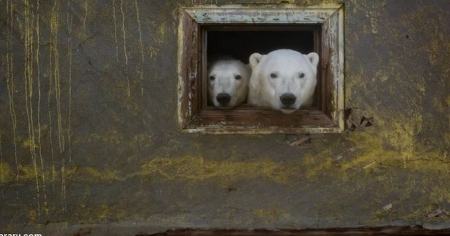 خرس‌های قطبی ,اخبارگوناگون,خبرهای گوناگون 